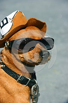 Dog with glasses