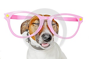 Dog with glasses