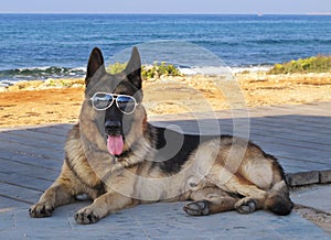 Dog with glasses