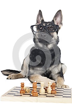 Dog with glasses and chess