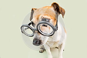 Dog in glasses. funny nerd style pup. back to school theme.