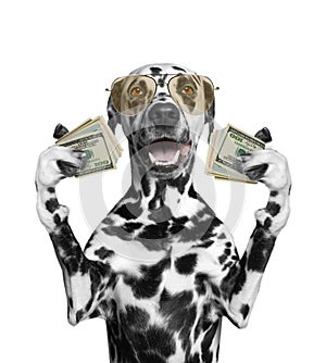 Dog in glasses holds in its paws a lot of money