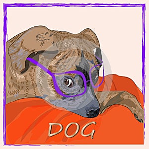 Dog in glasses illustration in vector in graphic style