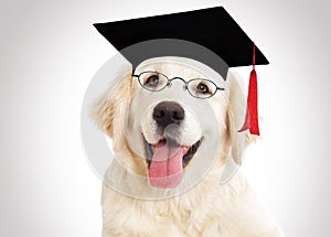 dog in glasses and master`s cap