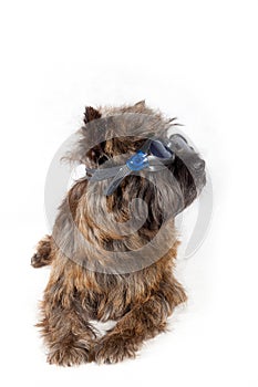 Dog with glasses portrait on white.