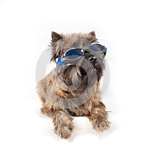 Dog with glasses portrait on white.