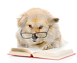Dog in glasses read book.