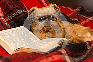 Dog with glasses reading a book