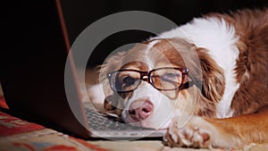A dog in glasses sleeps near a laptop.