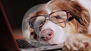 A dog in glasses sleeps near a laptop. Overstrain at work concept