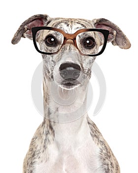 Dog in glasses on white background