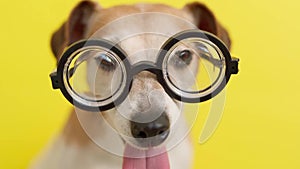 Dog in glasses on yellow background.