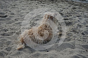 A dog of the Glen of Imaal Terrier breed sits on the beach and looks at the water. Berlin, Germany