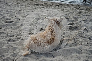 A dog of the Glen of Imaal Terrier breed sits on the beach and looks at the water. Berlin, Germany