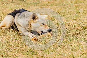 Dog gnawing on a bone in the Grass.