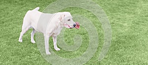 A dog is gnawing a bone on the lawn