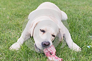 A dog is gnawing a bone on the lawn