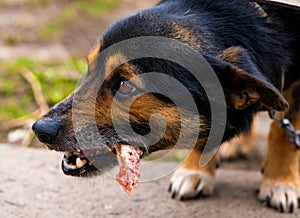 The dog gnaws a bone, the muzzle is close-up. Food for the dog