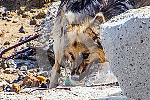 The dog gnaws a bottle among concrete blocks