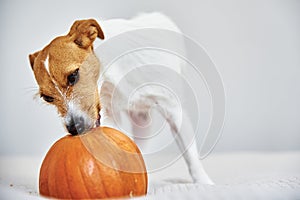 Dog gnaws orange pumpkin indoors