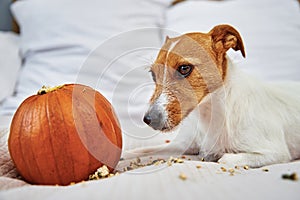 Dog gnaws orange pumpkin indoors