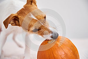 Dog gnaws orange pumpkin indoors