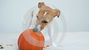 Dog gnaws orange pumpkin indoors