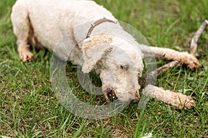 The dog gnaws a stick on the green grass. Large royal poodle