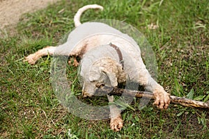 The dog gnaws a stick on the green grass. Large royal poodle