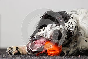 A Dog gnaws toy