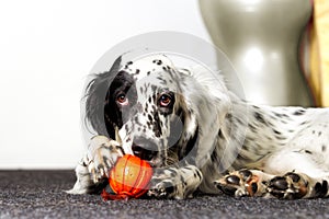 Dog gnaws toy ball