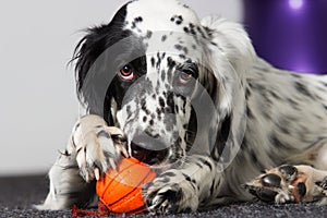 Dog gnaws toy ball photo