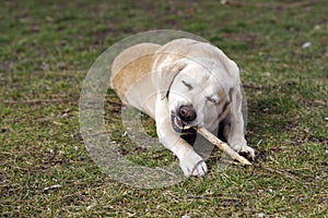 Dog gnaws a wooden stick in the grass