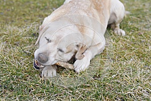 Dog gnaws a wooden stick in the grass