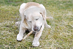 Dog gnaws a wooden stick in the grass