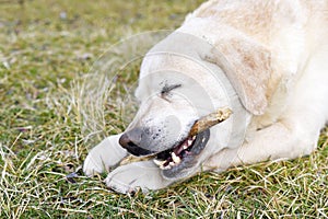 Dog gnaws a wooden stick in the grass