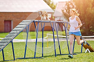 Dog go down on dog walk obstacle in agility trial