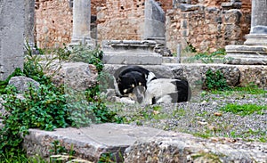 Dog of the Gods - Black and white dog sleeps in the ruins of the Temple of Apollo where the Oracles used to prophesy at Delphi Gre