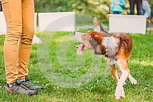 The dog goes around the dog handler, performs an exercise from the course on obedience