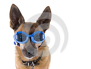 Dog goggles