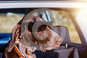 Dog in goggles in the car