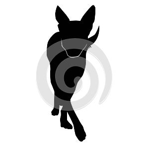 Dog going forward from the front silhouette