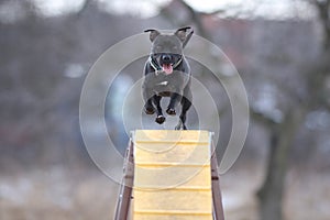 Il cane è un comune Attraverso ponte 