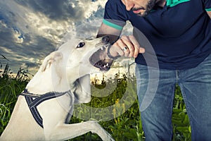 A dog is going to bite a man photo