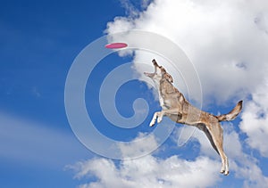 Dog is going to catch disc in the blue sky