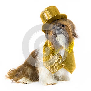 Dog in a Gold Party Outfit