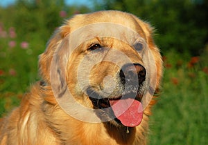 Dog Gold Retriver photo