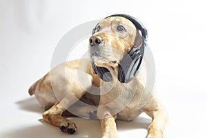 Dog of golden color in earphones listening to music