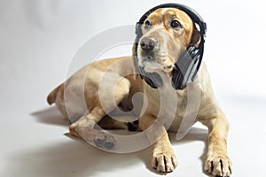 Dog of golden color in earphones listening to music