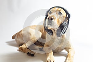 Dog of golden color in earphones listening to music